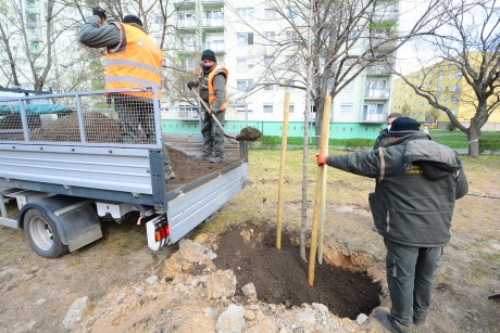 Faültetés teljes földcserével a Vízivárosban